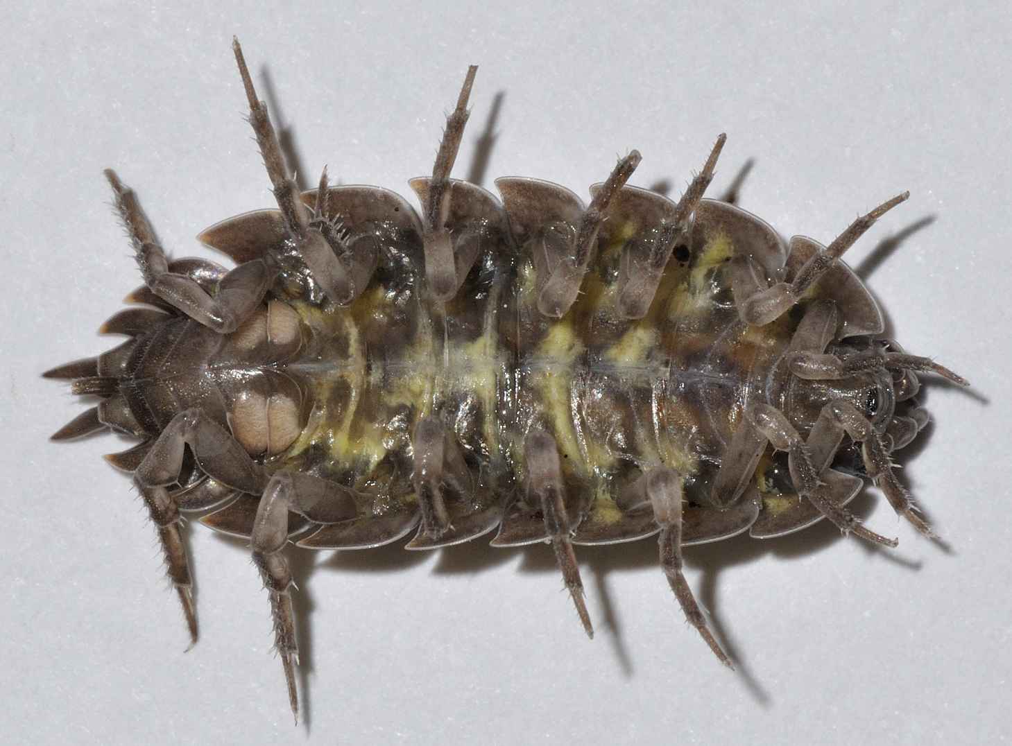 Porcellionidae - Porcellio pumicatus